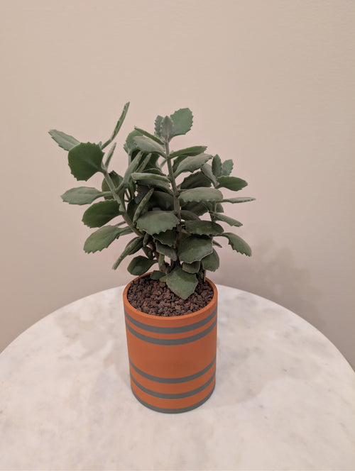 Bottom Watering Planter (Small Slider) (4x4 inch)