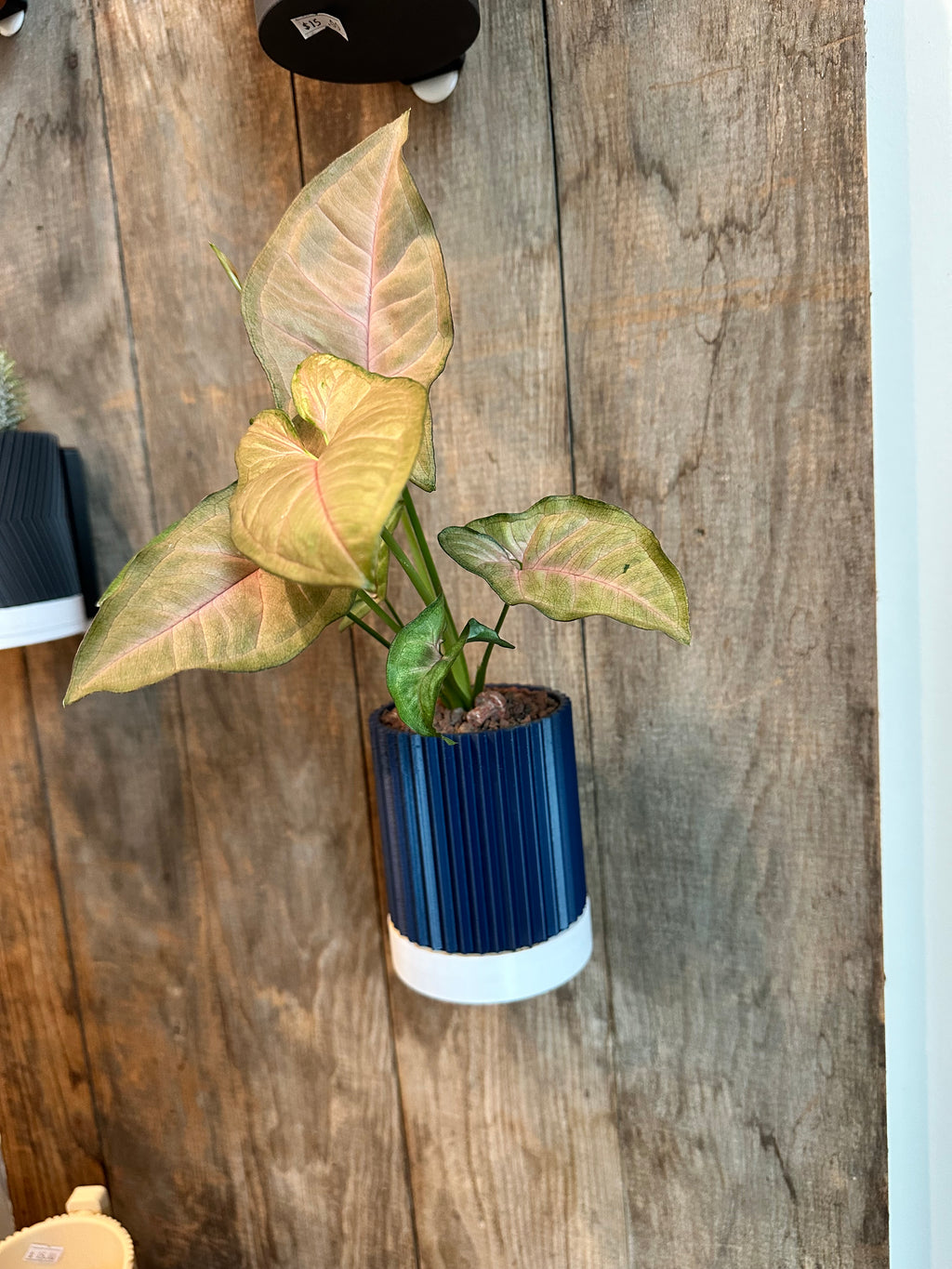 Line & Leaf Wall Planters