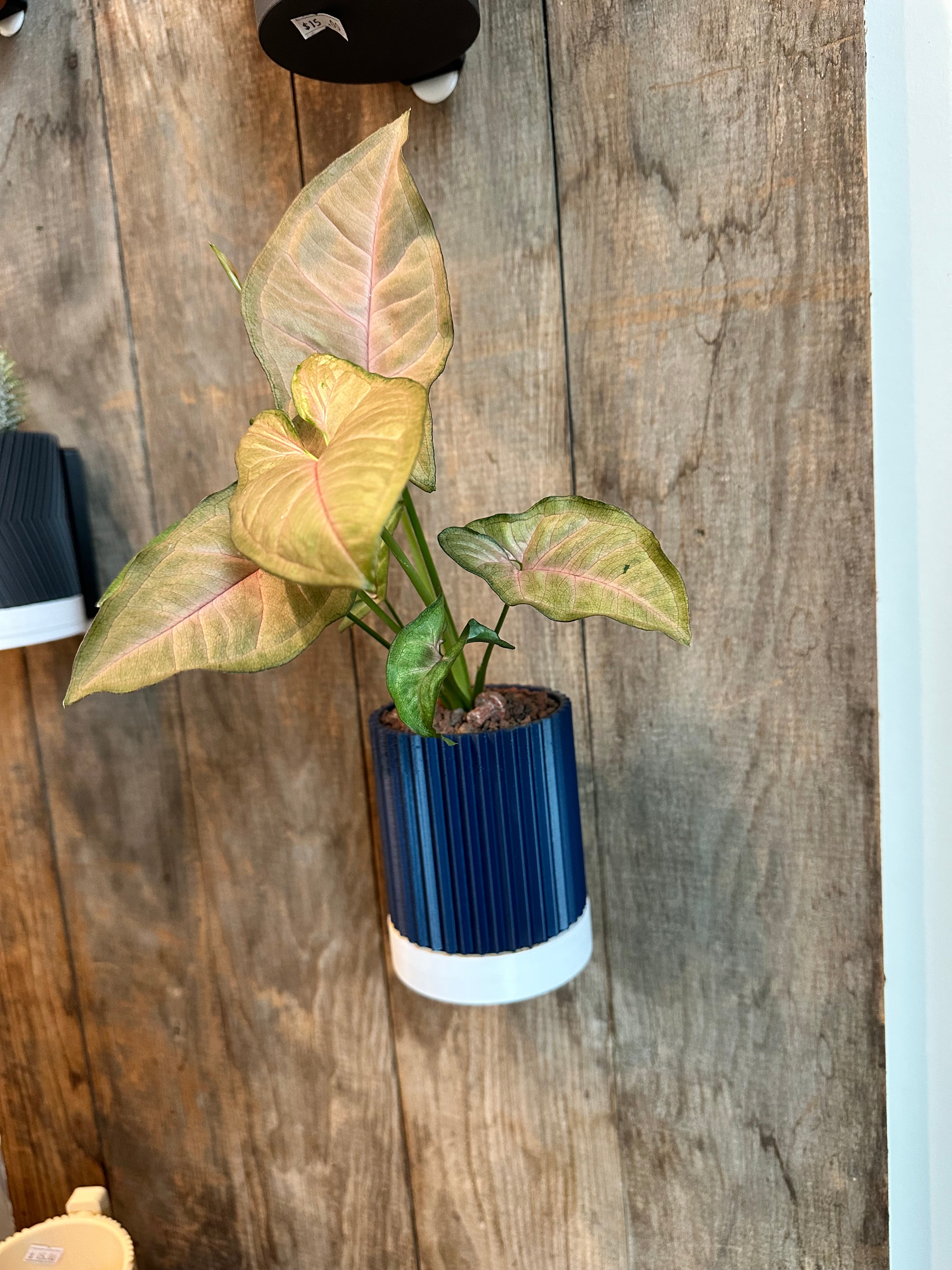 Line & Leaf Wall Planters