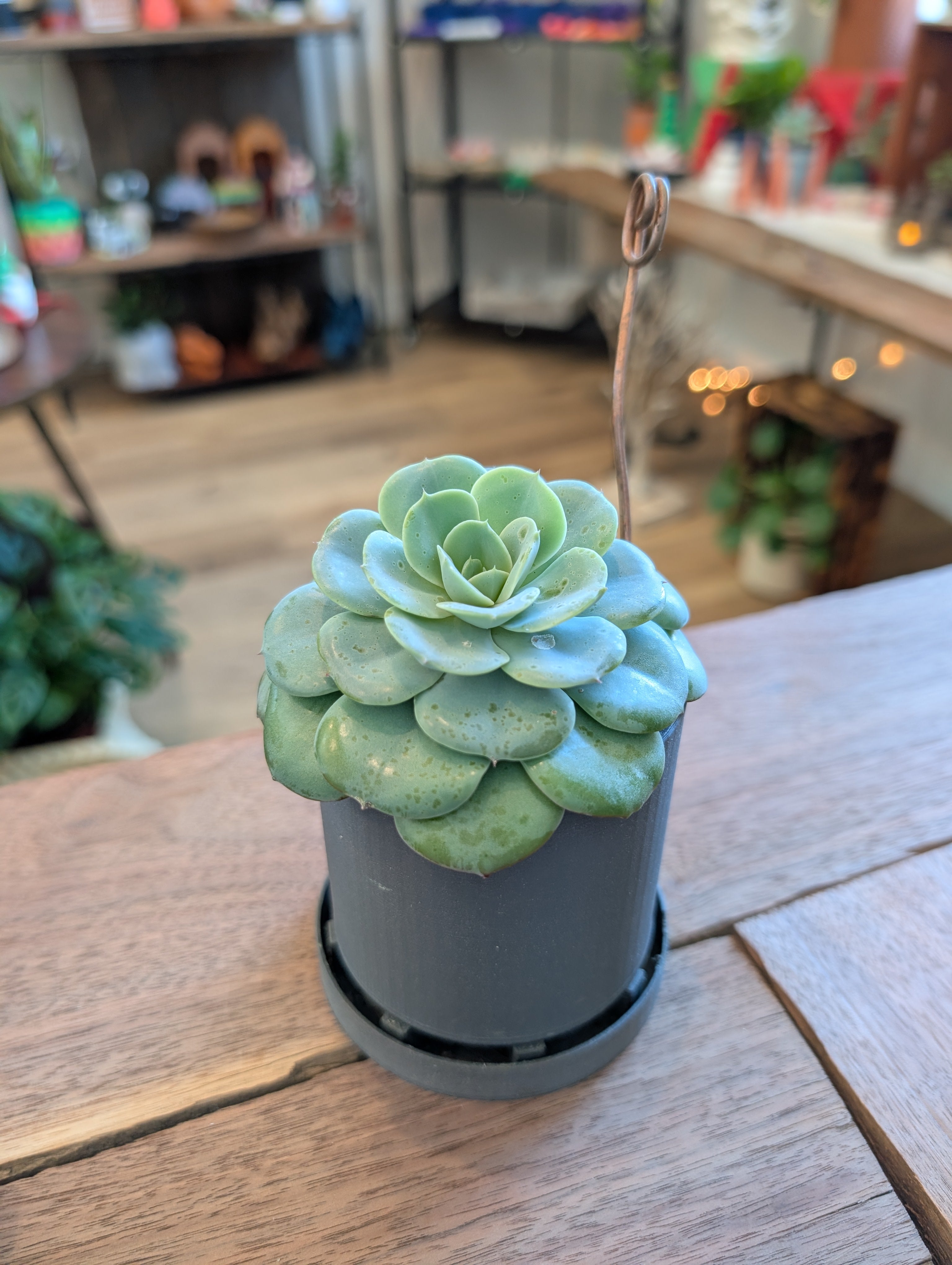 Small Bottom Watering Planter (3x3 Inch) Slim Base