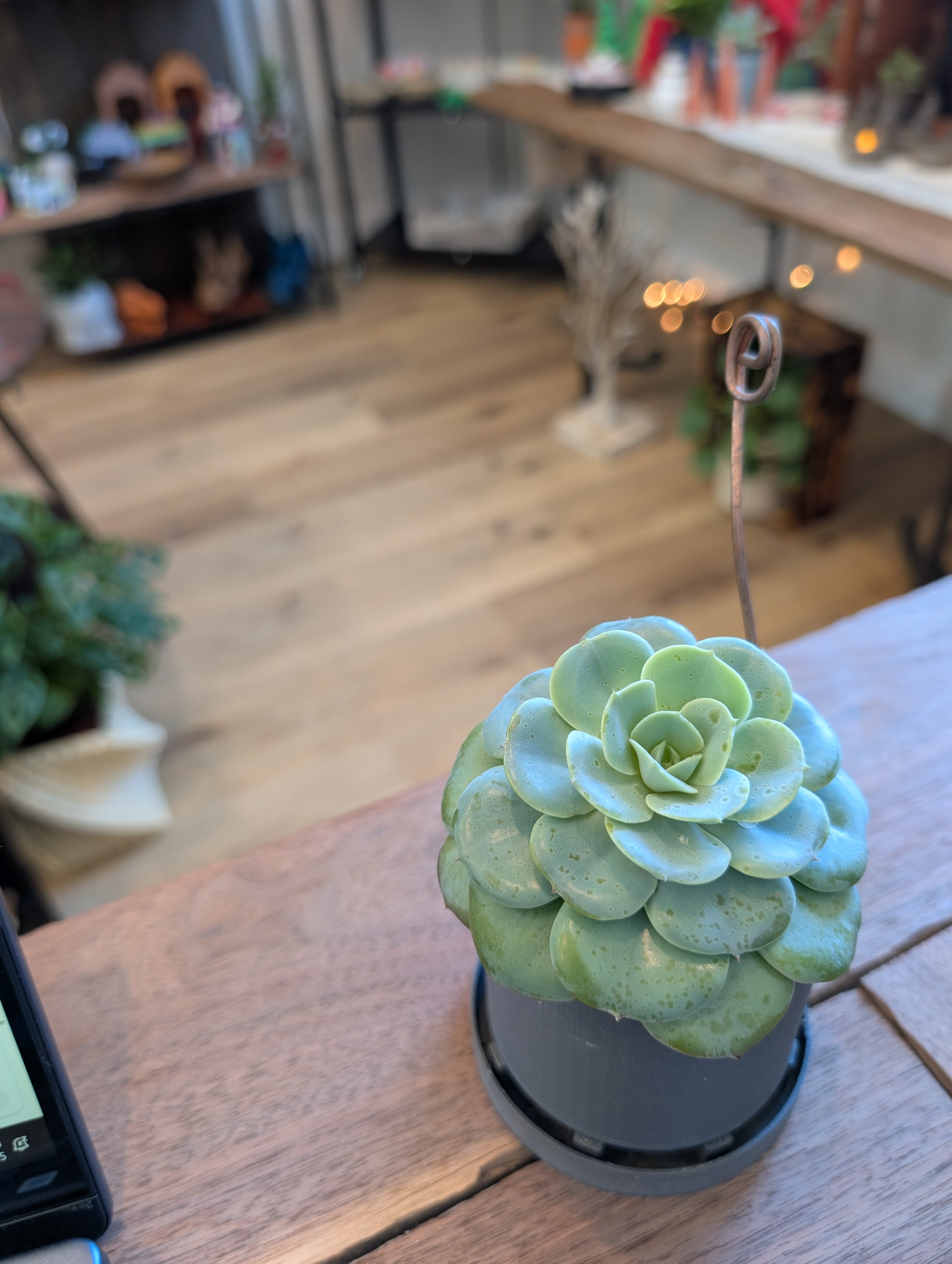 Small Bottom Watering Planter (3x3 Inch) Slim Base